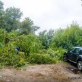 Не долгожданный дождь: дерево упало на припаркованные автомобили на станции Кашира