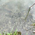 На пруду в Сорокино, где массово погибла рыба, планируют провести акцию по очистке берегов от мусора