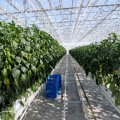 Пятая очередь теплиц стала первым предприятием особой экономической зоны «Кашира»