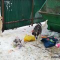 Улица Победы в Кашире-3 объявлена неблагополучной территорией по бешенству животных