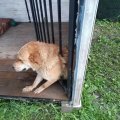 Каширские спасатели вызволили застрявших в «ловушке» кошку и собаку