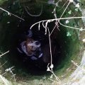 В Кашире хозяева организовали спасение провалившейся в колодец собаки
