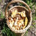 Каширу в этом году ждет «грибная волна»