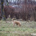 Собаку с подозрением на бешенство выявили в Кашире-1