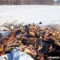Жители деревни Ледово обнаружили открытый скотомогильник с останками животных