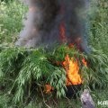 В Кашире уничтожили более 100 растений дикорастущей конопли