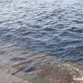 Мособлсуд отклонил апелляцию владельца строений на берегу реки в Колтово