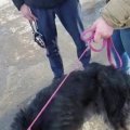 Зоозащитники в Кашире сняли на видео попытку забрать у хозяев на передержку истощенную собаку