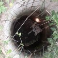 Каширские спасатели вызволили собаку, провалившуюся в канализационный колодец