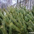 Днем с огнем: где в Кашире купить живую ель?