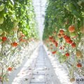Первый урожай собрали с 3-й очереди тепличного комплекса