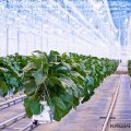 Первые баклажаны соберет в марте «Агрокультура Групп»