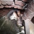 Провалившуюся в колодец собаку вызволили спасатели в Ожерелье