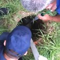 Каширские спасатели вызволили козла из двухметрового колодца