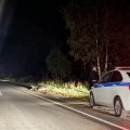На трассе в районе Тарасково сбили лося