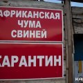 В районе деревни Тарасково установлен карантин по африканской чуме свиней