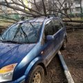 Ветреная неделя: в Кашире-2 на припаркованные автомобили рухнуло дерево