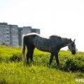 Ходят кони: в Кашире-3 животное едва не попало под колеса автомобиля