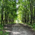 «Дубовая роща», парк на станции Кашира, усадьба Зендиково – на «Доброделе» проходит голосование за благоустройство лесопарков