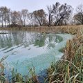 Пруд в Кашире окрасился в зеленый цвет