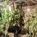Нарколаборатория изнутри: появились кадры оперативной съемки дома на станции Кашира, где выращивали коноплю