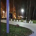 В Каширском городском парке заметили разгуливающую по центральной площади лису