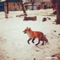 Жители Ожерелья засняли гуляющую по улицам лису