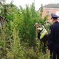 Участок конопли обнаружили возле одного из домов в Кашире-1