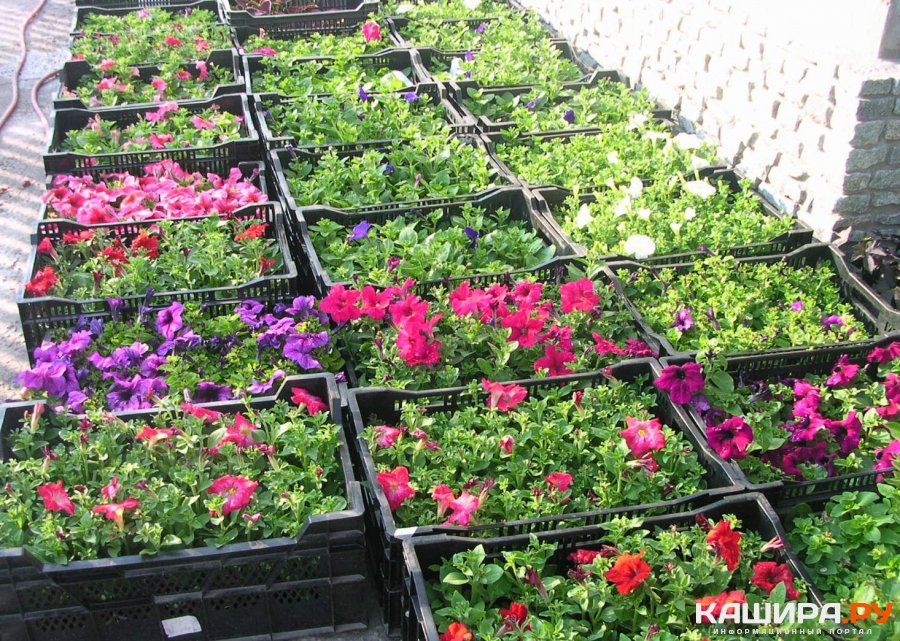 Более 36 тысяч однолетних цветов будет высажено на улицах Каширы