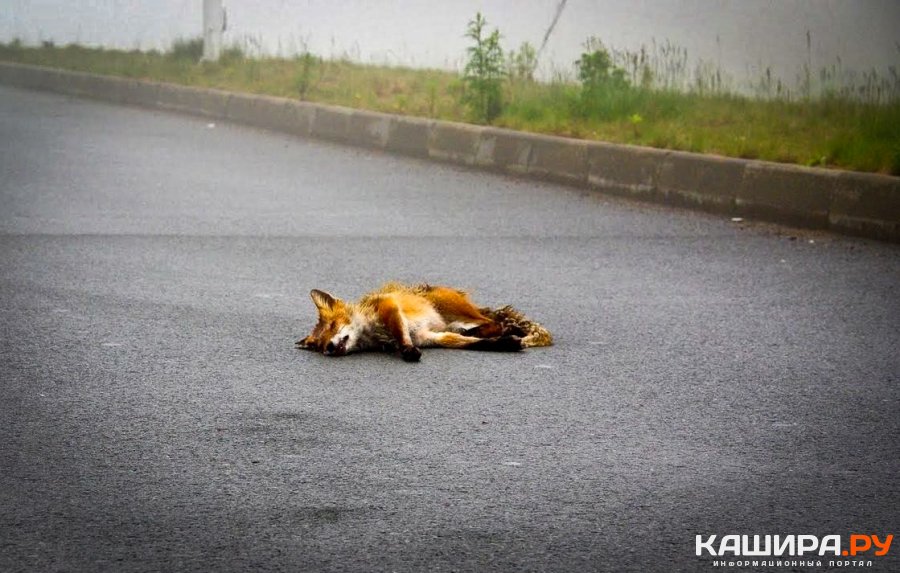 В Кашире-3 нашли мертвую лису, загрызенную собаками